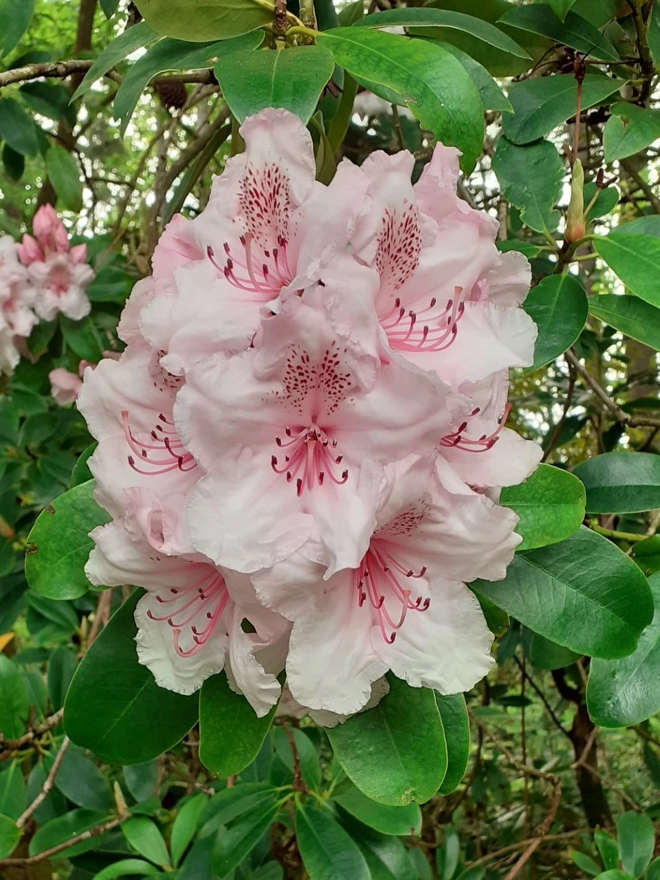 'Mother of Pearl'